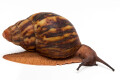 Archachatina marginata suturalis 1b subadult